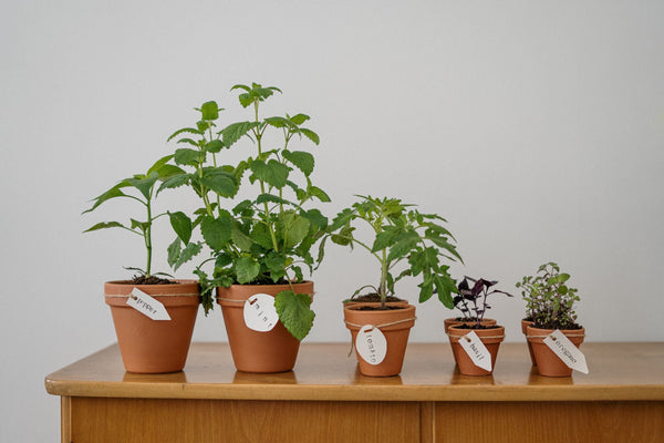 Indoor Herb Gardening for Beginners – Walker Edison
