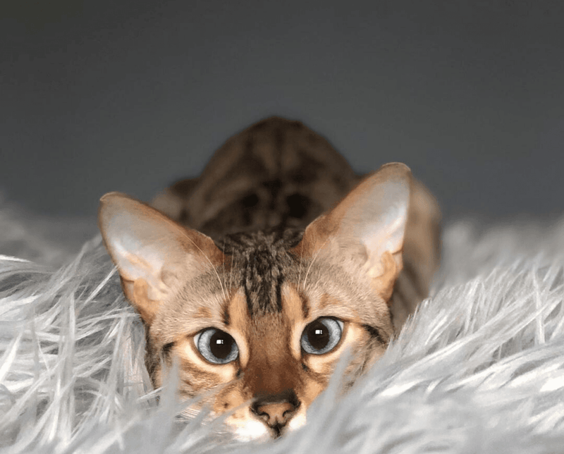 Paw CatNap Anti Scratch Waterproof Throw Blanket Grey Walker Edison