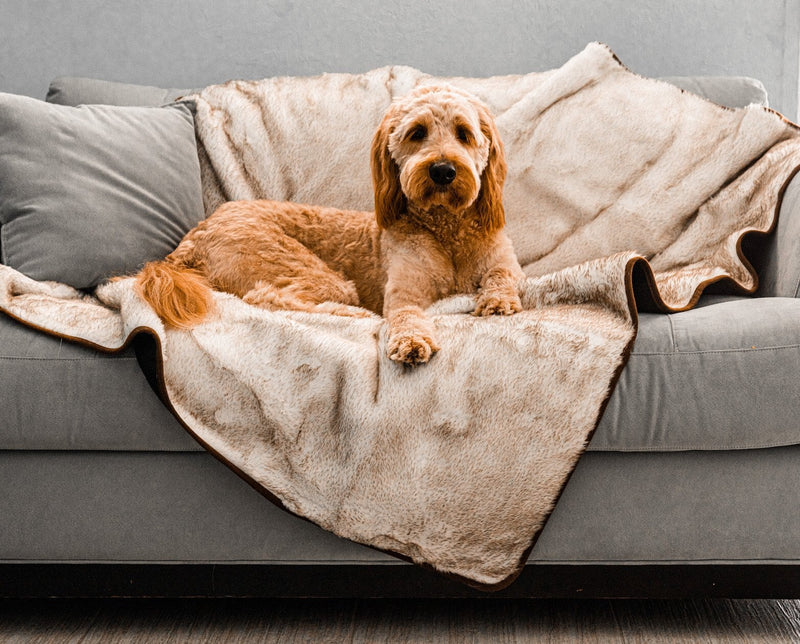 Paw - PupProtector™ Short Fur Waterproof Throw Blanket - White with Brown Accents Dog Blanket Paw.com Original (60"L x 50"W) 