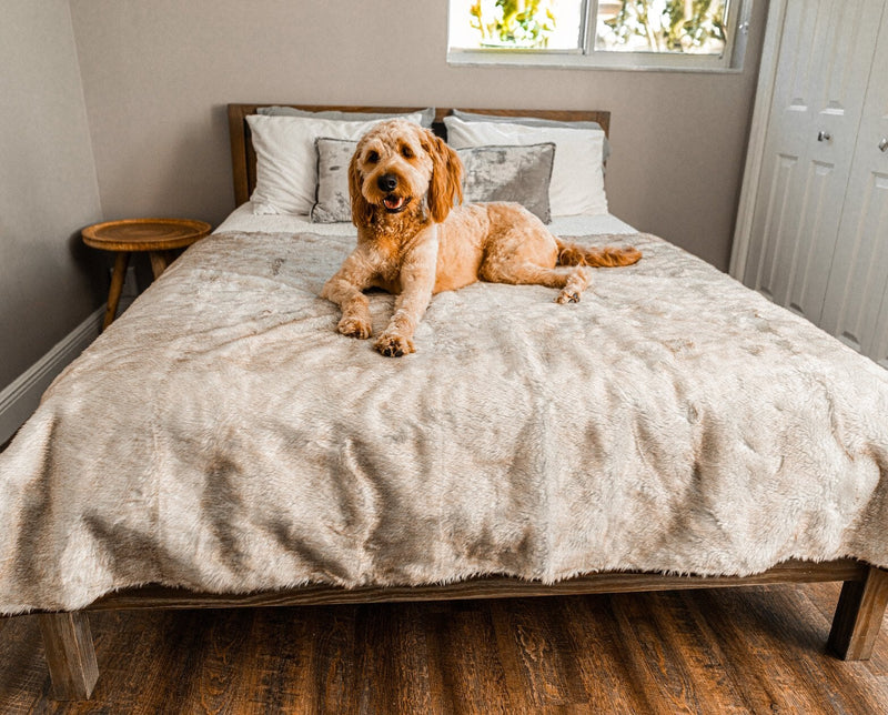 Paw - PupProtector™ Short Fur Waterproof Throw Blanket - White with Brown Accents Dog Blanket Paw.com Large (80"L X 62"W) 